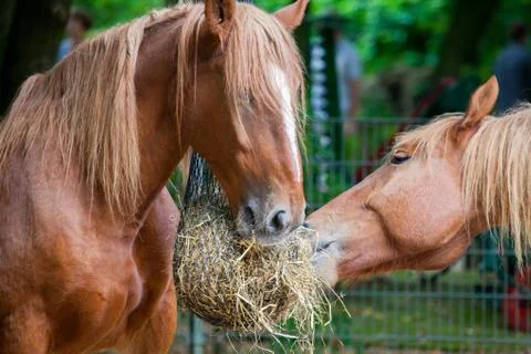Brown horse eats a lot of straw Stock Photos