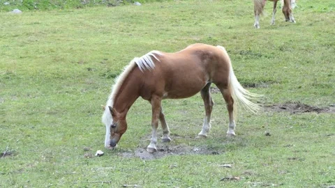 Brown horse eats in the meadow Video stock 165735803