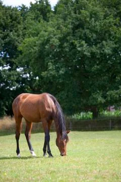 Brown horse eats on pasture Stock Photos