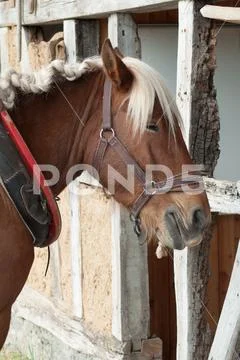 Brown horse in farm Stock Photos