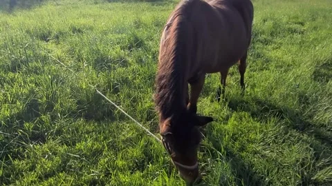 Brown horse in the field Stock-Footage 307864827