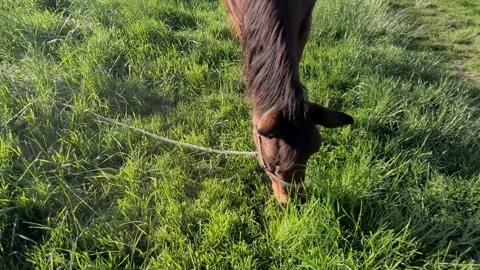 Brown horse in the field Stock Footage 307864839