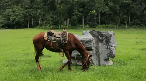 Brown horse Stock Footage 12183987