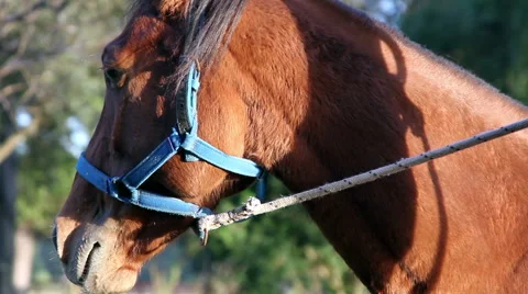 Brown Horse Stock Footage 40711442