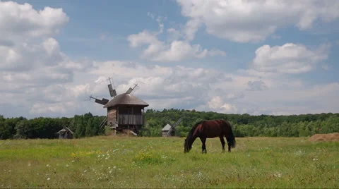 Brown horse Video stock 45807052