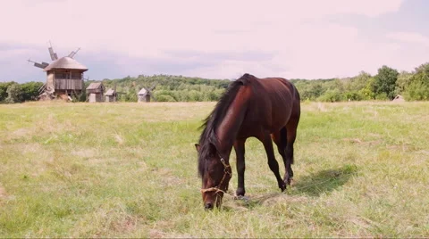 Brown horse Video stock 46007227