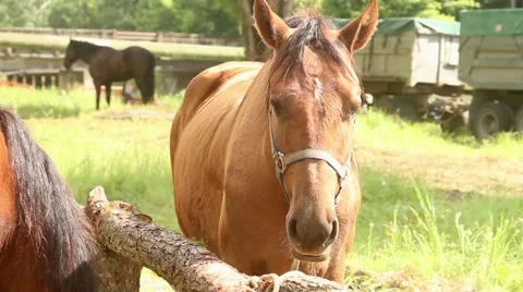 Brown horse Stock Footage 51557352