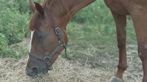 Brown horse Stock Footage 93143117