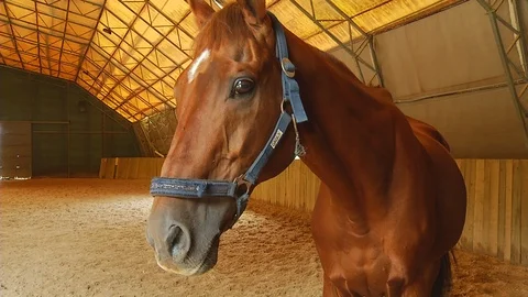 Brown Horse Stock Footage 95535813