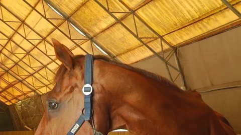 Brown Horse Stock Footage 95535913