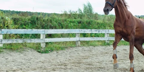 Brown horse. 動画素材 104388444