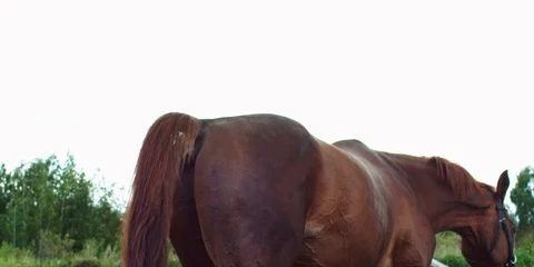 Brown horse. 動画素材 104388540