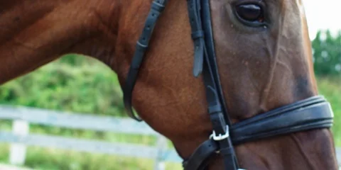 Brown horse. 動画素材 104388572