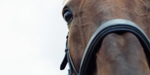 Brown horse. 動画素材 104388676