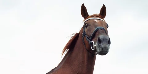 Brown horse. 動画素材 104388677