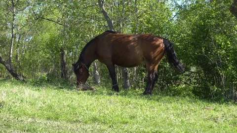 Brown horse Stock Footage 108685110