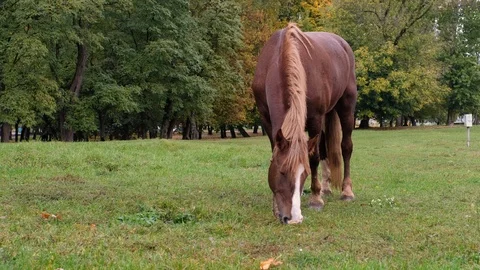 Brown horse Stock Footage 117174313