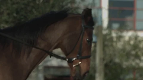 Brown Horse Stock Footage 121534708