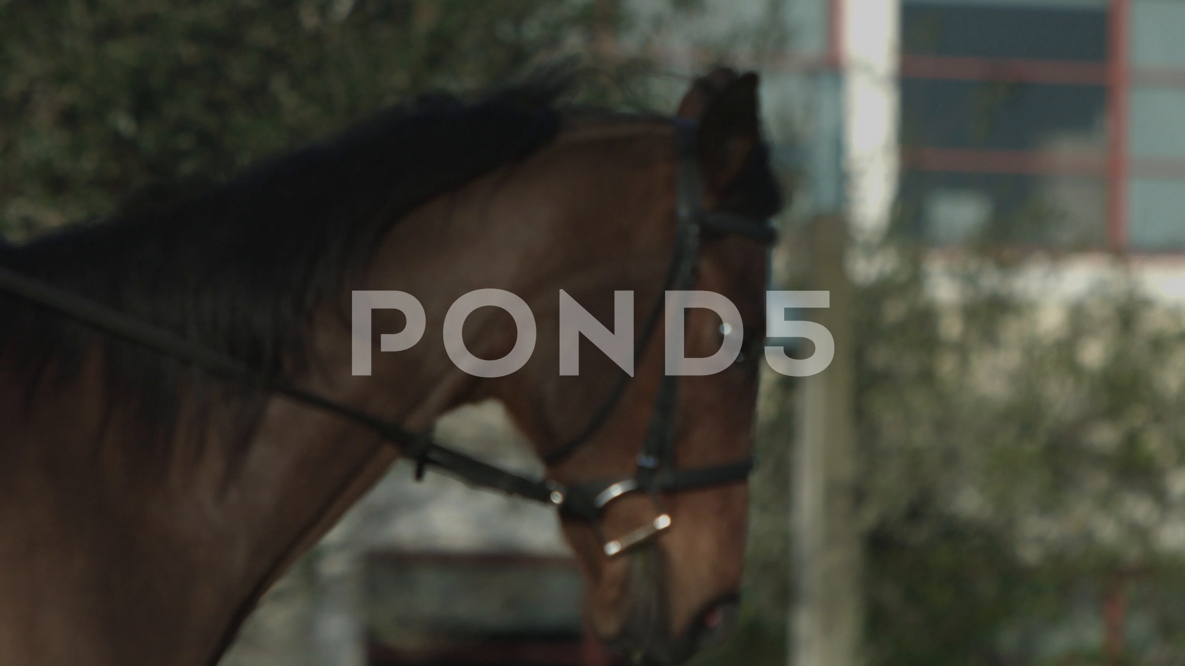 Cicciolina Stock Footage ~ Royalty Free Stock Videos | Pond5