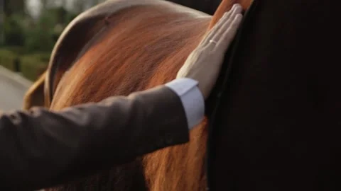 Brown horse Stock Footage 146575440