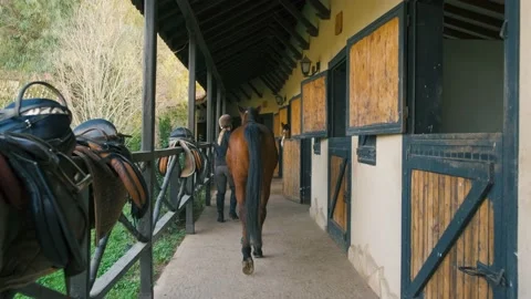 Brown horse Stock Footage 168303112