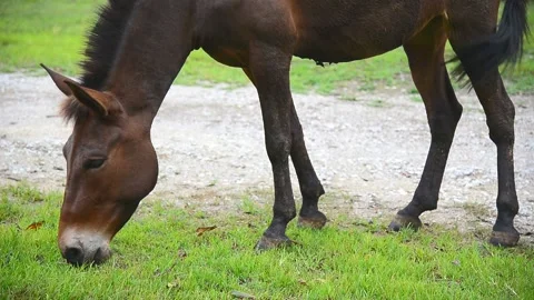Brown horse Stock Footage 170191448