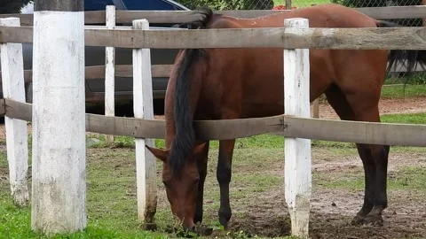 Brown horse Stock Footage 170332627