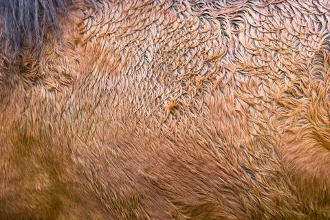 Brown horse fur pattern texture background. Abstract animal skin textured. Foto stock