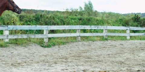 Brown horse galloping. 動画素材 104388454