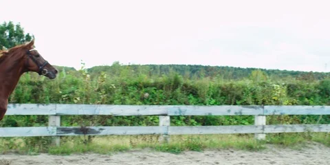 Brown horse galloping. 動画素材 104388455
