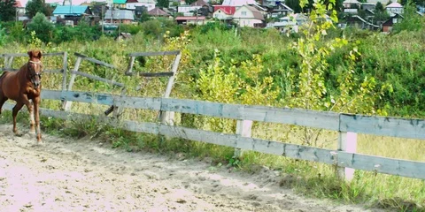 Brown horse galloping. 動画素材 104388463