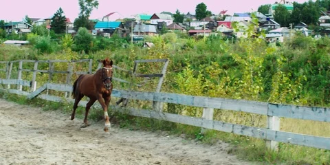 Brown horse galloping. 動画素材 104388466