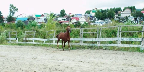 Brown horse galloping. 動画素材 104388474