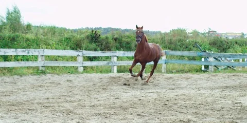 Brown horse galloping. 動画素材 104388476
