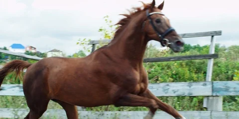 Brown horse galloping. 動画素材 104388483