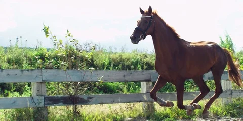 Brown horse galloping. 動画素材 104388486