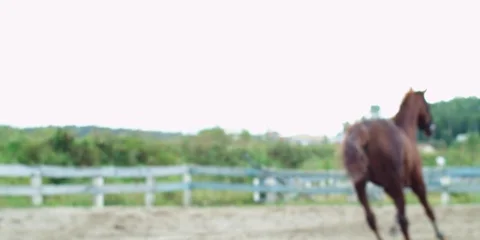 Brown horse galloping. 動画素材 104388504