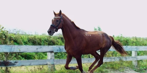 Brown horse galloping. 動画素材 104388505
