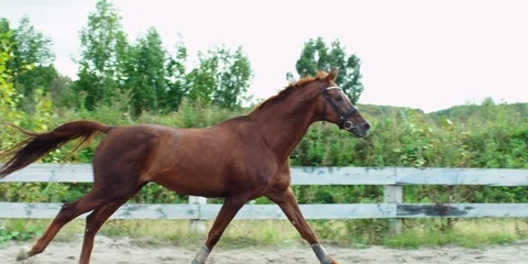 Brown horse galloping. 動画素材 104388527