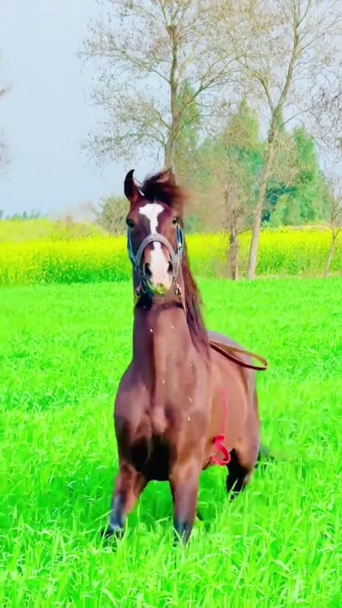 Brown Horse Galloping Through Lush Green Field in Spring. Vídeos de archivo 334304798