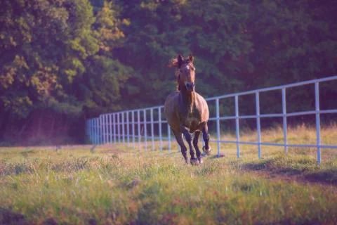Brown horse galloping on the trees background at the summer Stock Photos