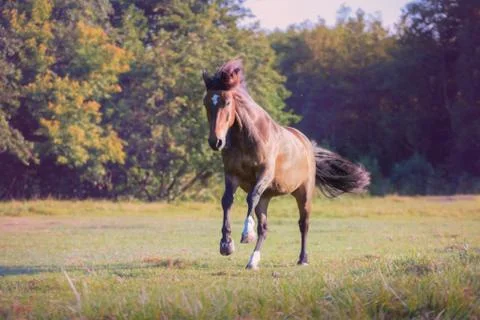 Brown horse galloping on the trees background at the summer Stock Photos