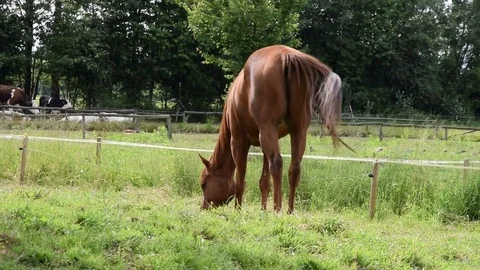 Brown horse on the grass Stock Footage 75646283