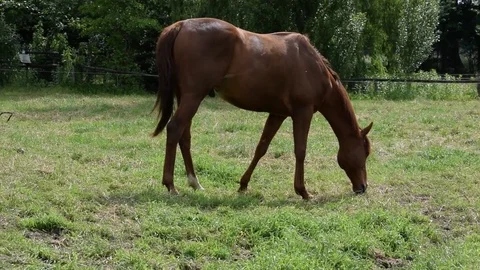 Brown horse on the grass Video stock 75646362