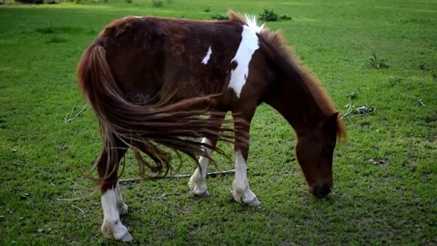 Brown horse on the grass Video stock 75647603