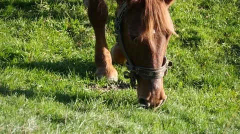 Brown horse graze in a field with short grass and green Stock Footage 59557572