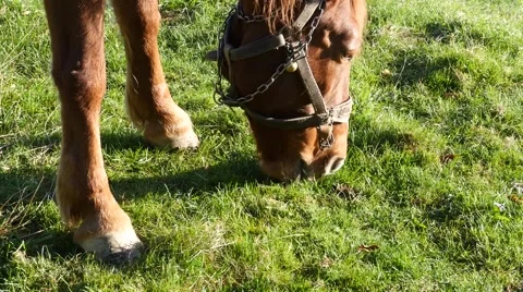 Brown horse graze in a field with short grass and green Stock Footage 59557638