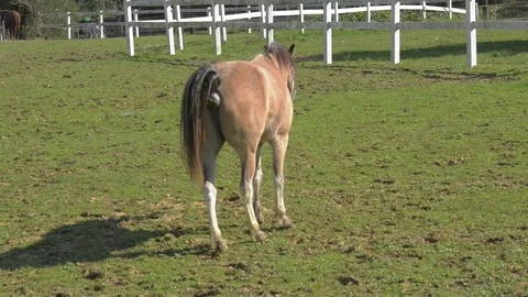 A brown horse grazes in a patch with a white beautiful fence. 스톡 동영상 80694440