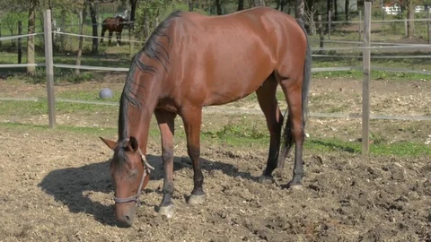 A brown horse grazes in a patch with a white beautiful fence. Stock Footage 80697142