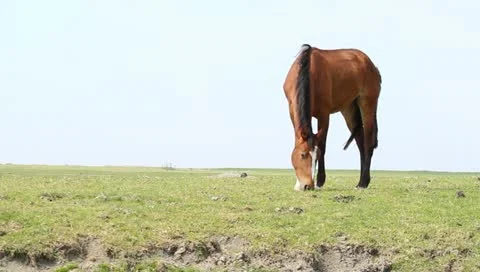 Brown horse grazing Stock Footage 11063126